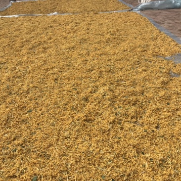 种植金银花药材几百亩，带动贫困村民致富助力乡村振兴