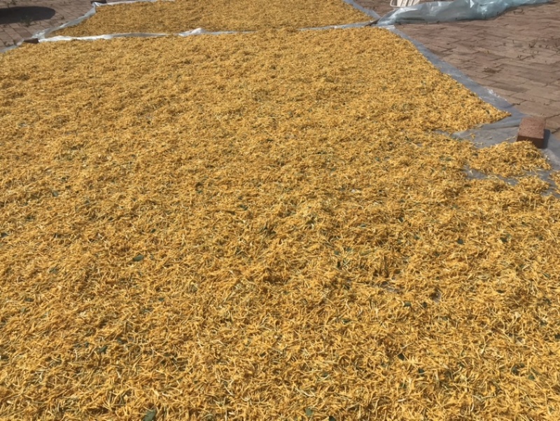 种植金银花药材几百亩，带动贫困村民致富助力乡村振兴