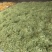 种植金银花药材几百亩，带动贫困村民致富助力乡村振兴