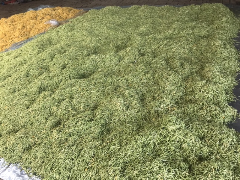 种植金银花药材几百亩，带动贫困村民致富助力乡村振兴