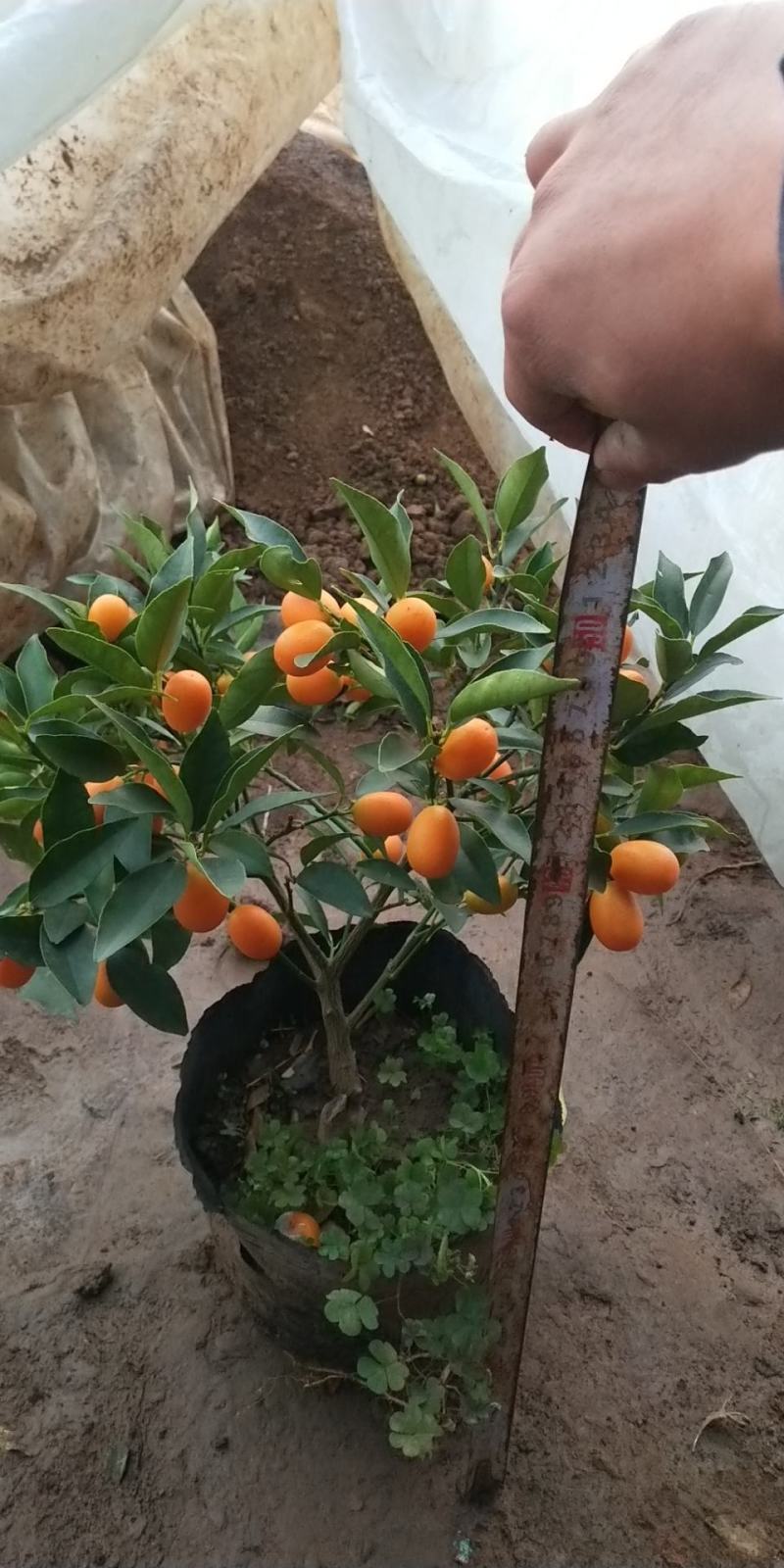 金桔盆栽，各种规格的金桔小苗，数量足，品质优。