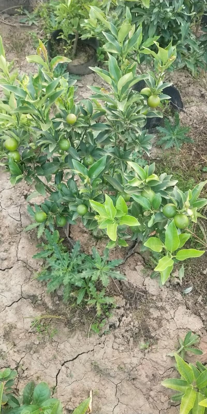 金桔盆栽，各种规格的金桔小苗，数量足，品质优。