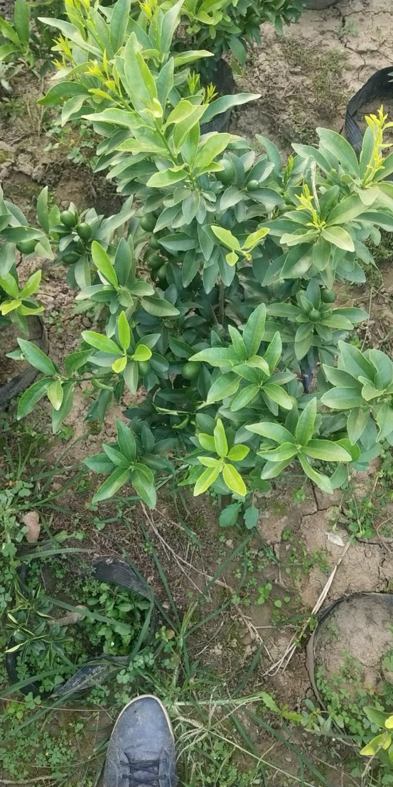 金桔盆栽，各种规格的金桔小苗，数量足，品质优。