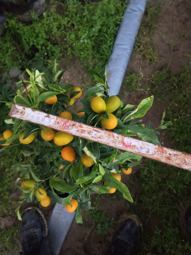 金桔盆栽，各种规格的金桔小苗，数量足，品质优。