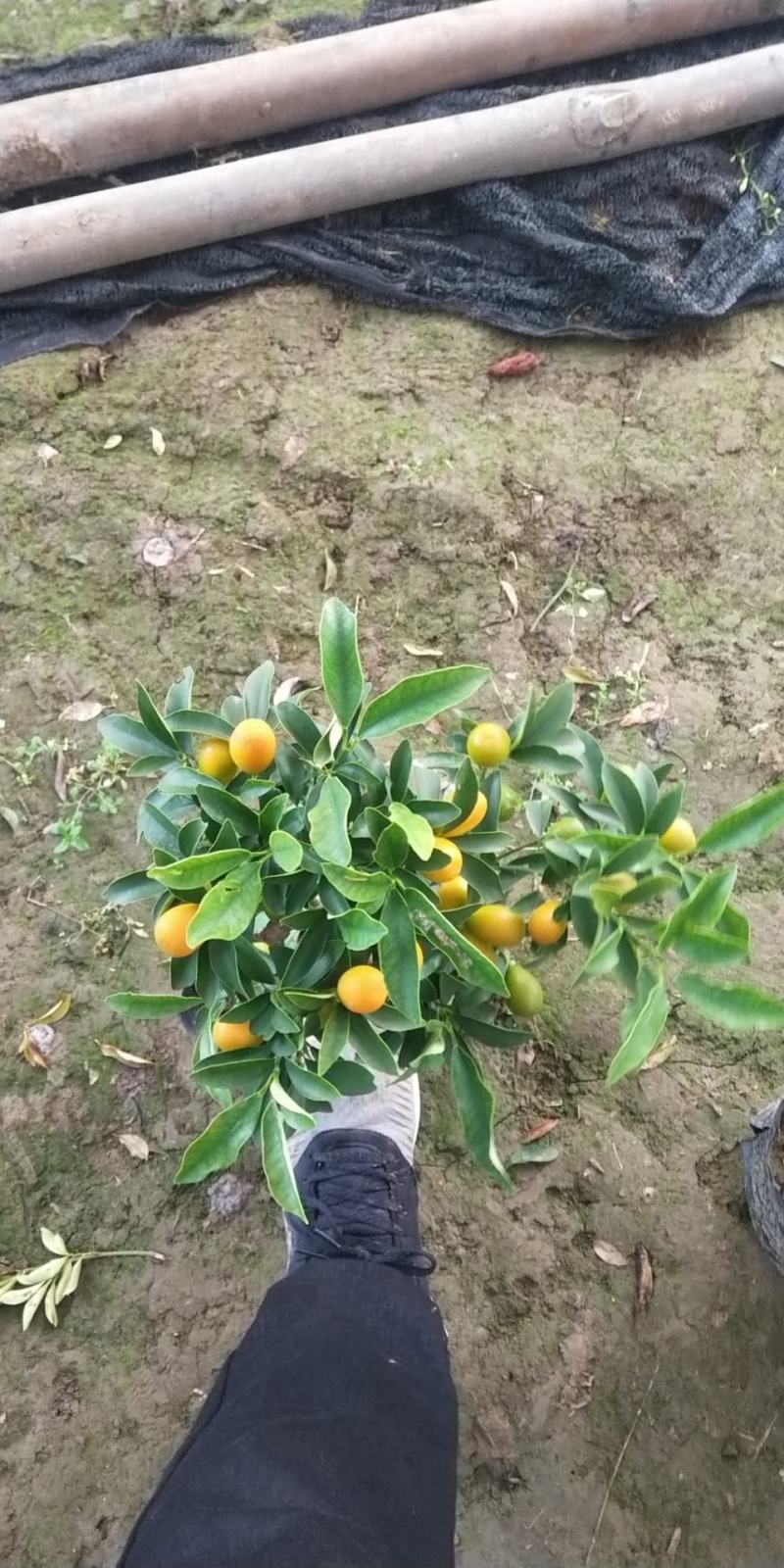 金桔盆栽，各种规格的金桔小苗，数量足，品质优。