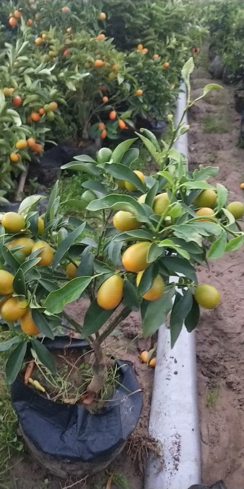 金桔盆栽，各种规格的金桔小苗，数量足，品质优。