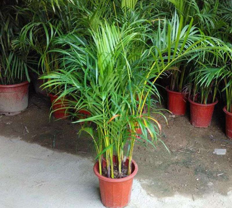 散尾葵植物盆栽客厅绿植室内办公室好养大型花卉北欧网红凤尾