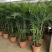 散尾葵植物盆栽客厅绿植室内办公室好养大型花卉北欧网红凤尾