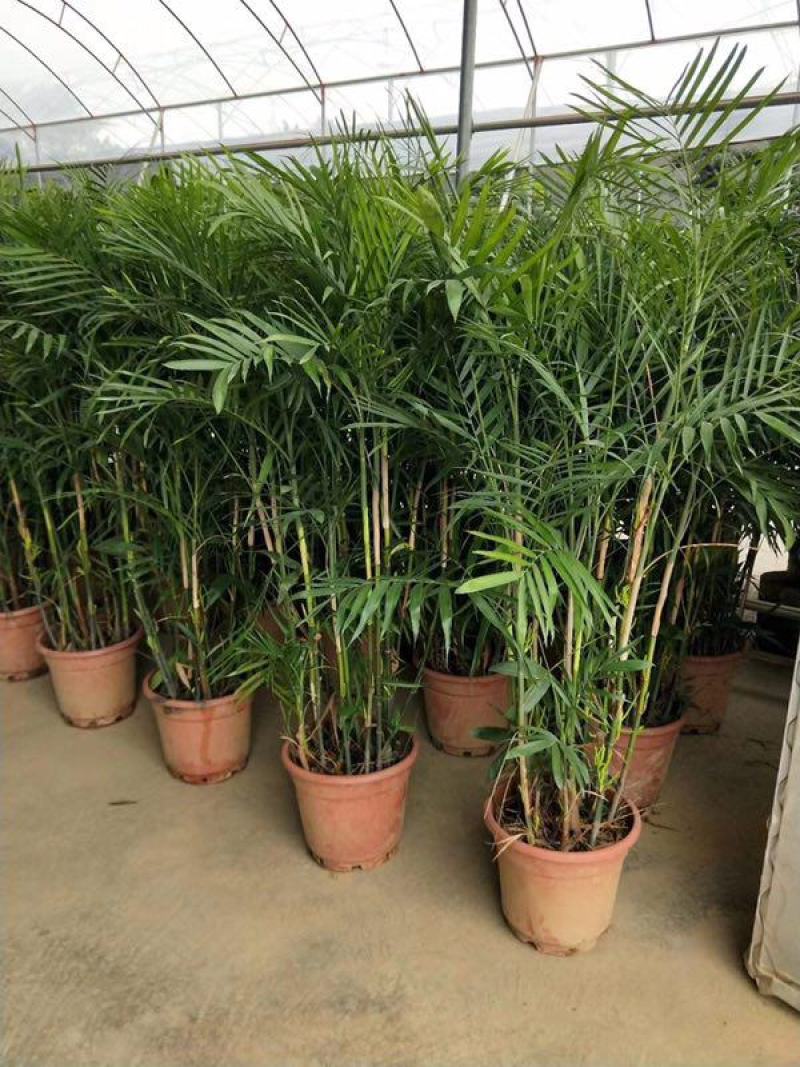 散尾葵植物盆栽客厅绿植室内办公室好养大型花卉北欧网红凤尾