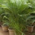 散尾葵植物盆栽客厅绿植室内办公室好养大型花卉北欧网红凤尾