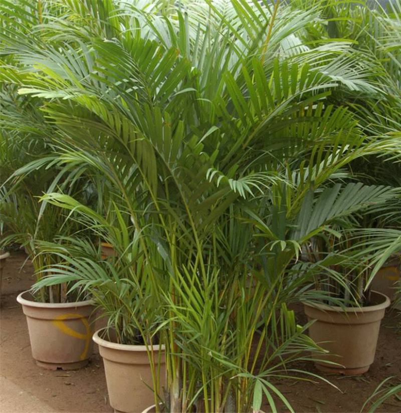 散尾葵植物盆栽客厅绿植室内办公室好养大型花卉北欧网红凤尾