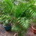 散尾葵植物盆栽客厅绿植室内办公室好养大型花卉北欧网红凤尾