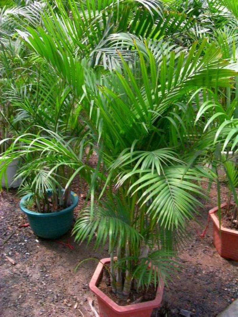 散尾葵植物盆栽客厅绿植室内办公室好养大型花卉北欧网红凤尾