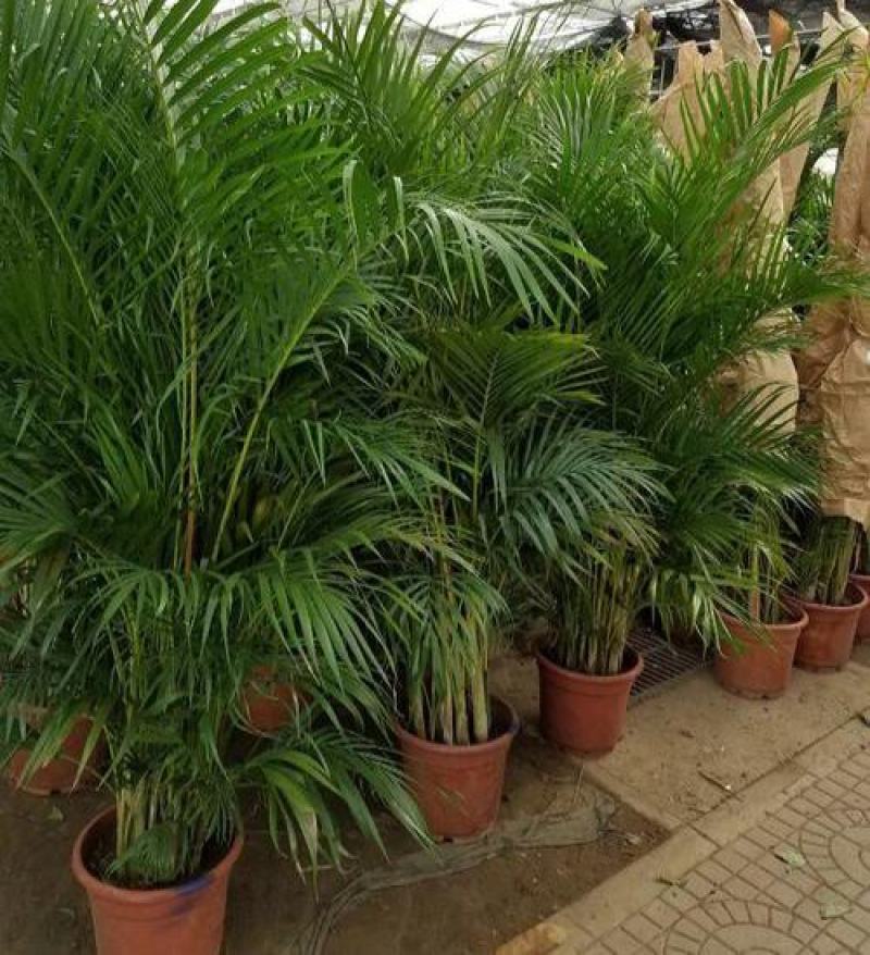 散尾葵植物盆栽客厅绿植室内办公室好养大型花卉北欧网红凤尾