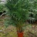 散尾葵植物盆栽客厅绿植室内办公室好养大型花卉北欧网红凤尾