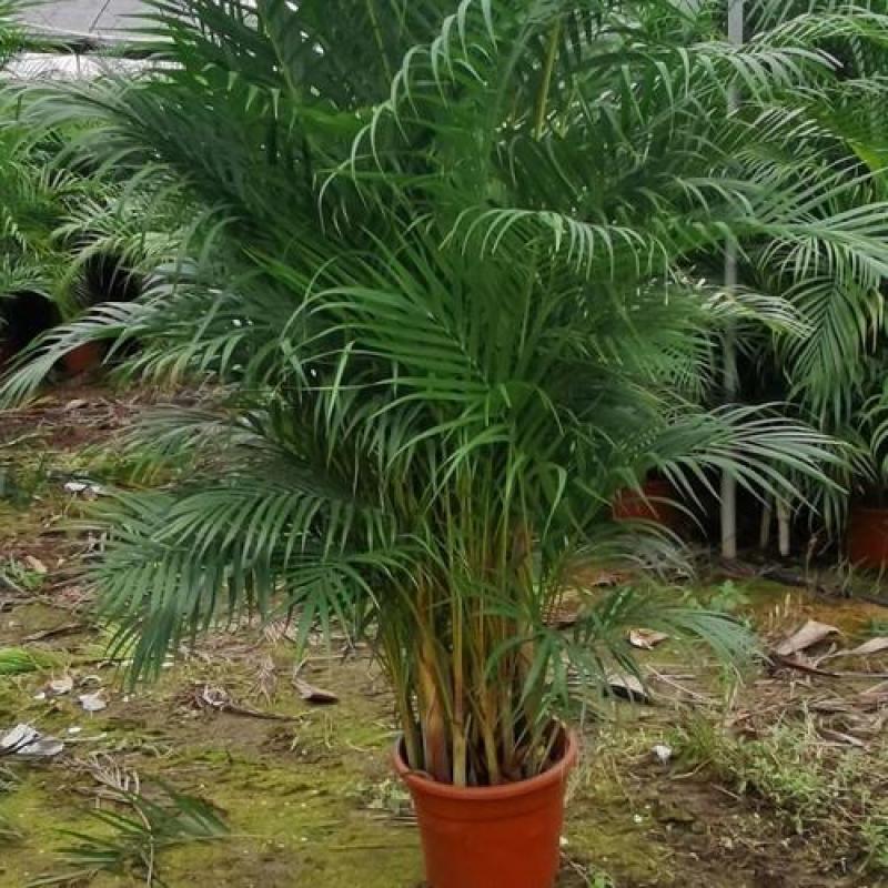 散尾葵植物盆栽客厅绿植室内办公室好养大型花卉北欧网红凤尾