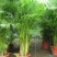 散尾葵植物盆栽客厅绿植室内办公室好养大型花卉北欧网红凤尾