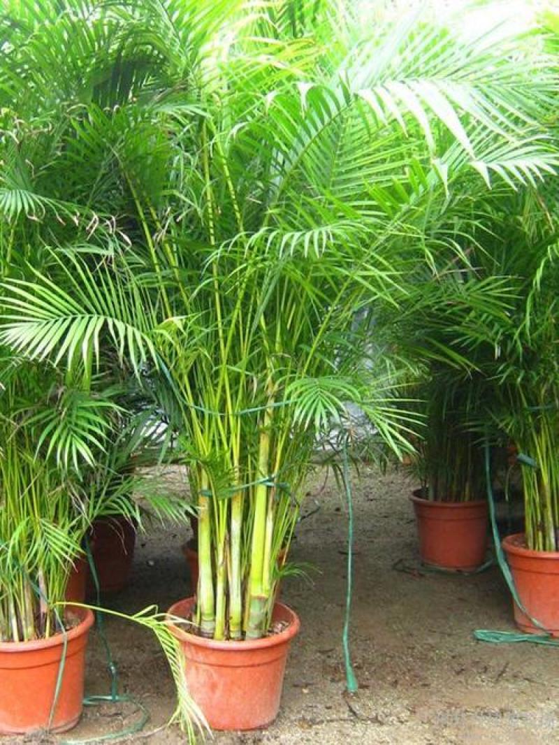 散尾葵植物盆栽客厅绿植室内办公室好养大型花卉北欧网红凤尾
