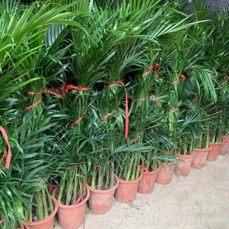 散尾葵植物盆栽客厅绿植室内办公室好养大型花卉北欧网红凤尾