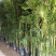 散尾葵植物盆栽客厅绿植室内办公室好养大型花卉北欧网红凤尾
