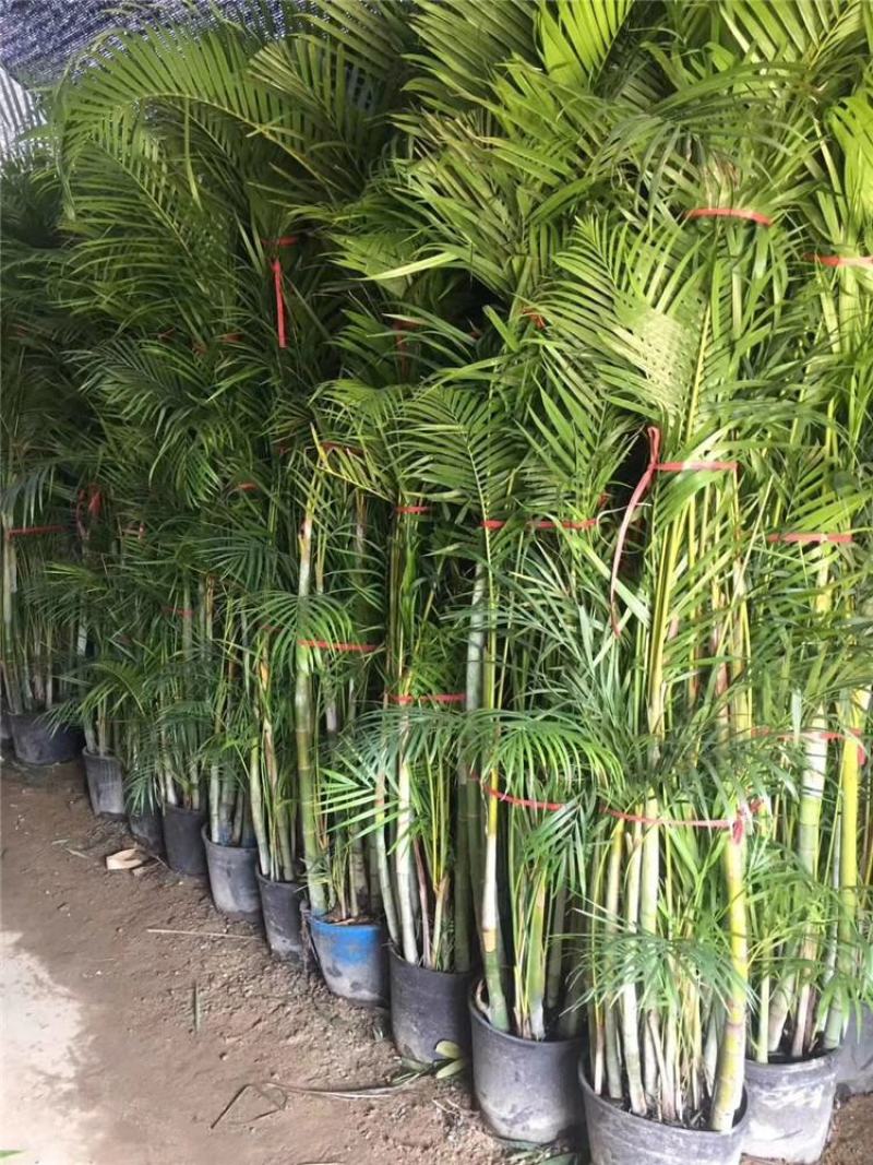 散尾葵植物盆栽客厅绿植室内办公室好养大型花卉北欧网红凤尾
