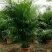散尾葵植物盆栽客厅绿植室内办公室好养大型花卉北欧网红凤尾