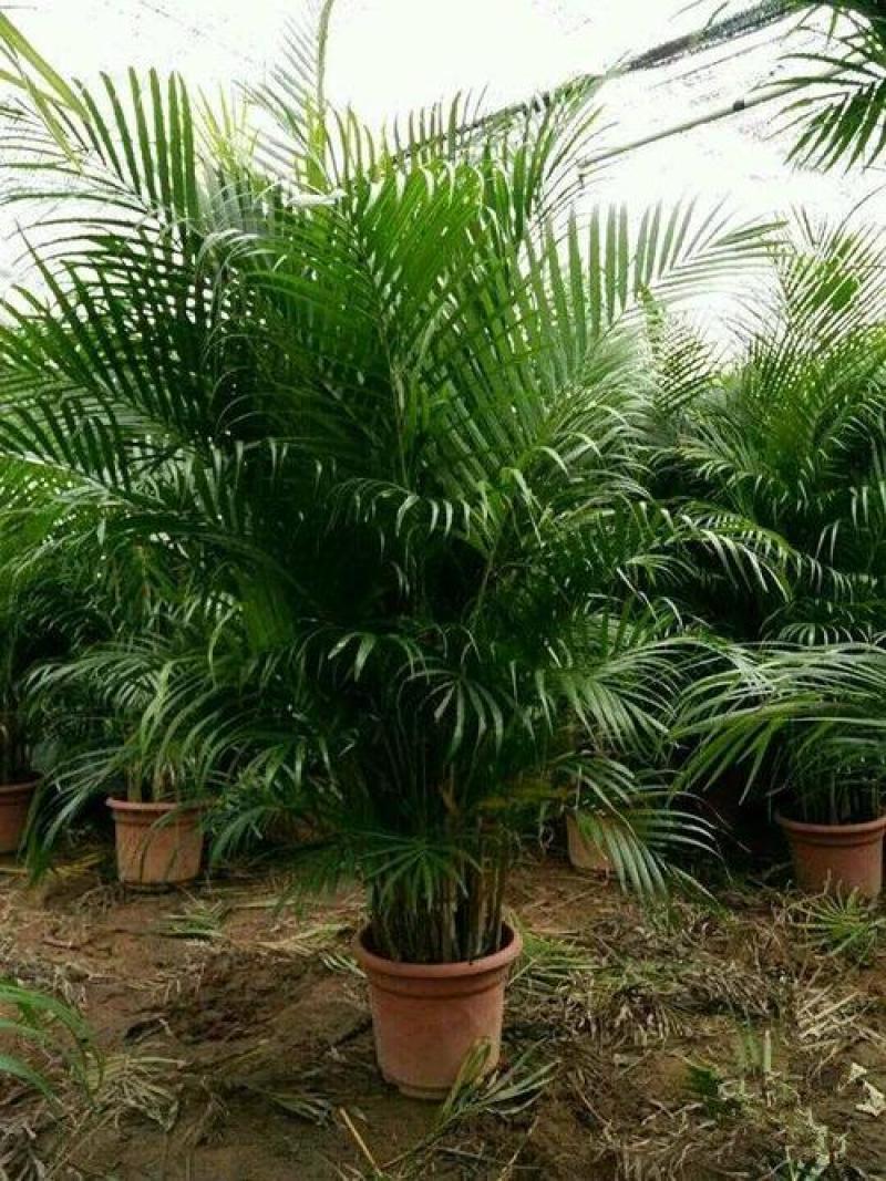 散尾葵植物盆栽客厅绿植室内办公室好养大型花卉北欧网红凤尾