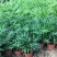 散尾葵植物盆栽客厅绿植室内办公室好养大型花卉北欧网红凤尾