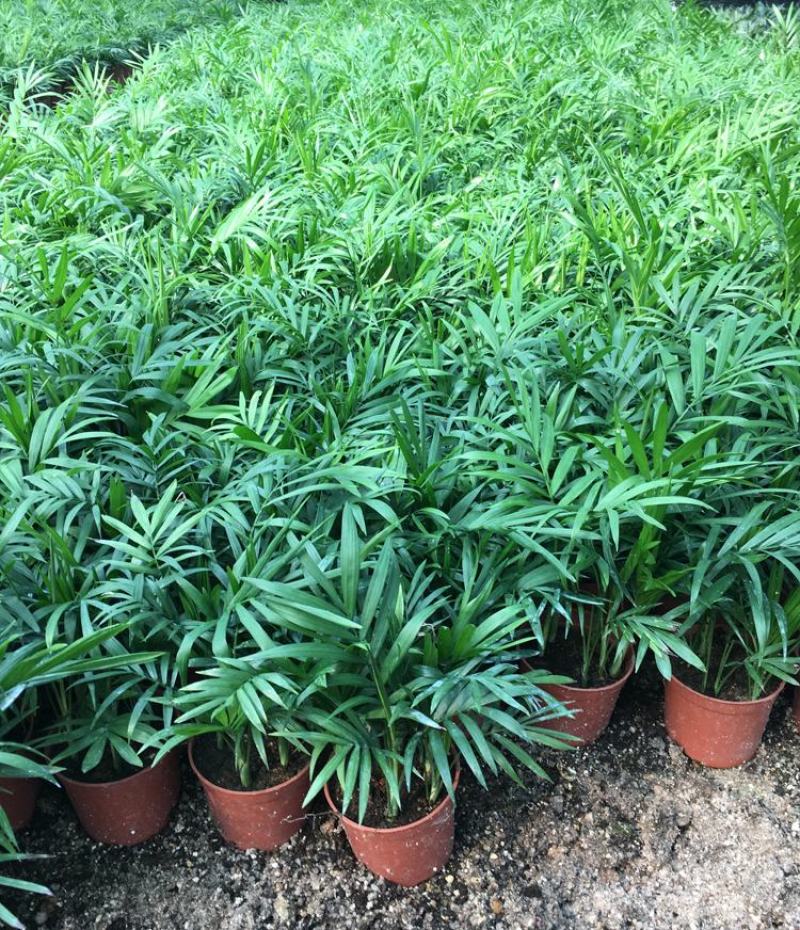 散尾葵植物盆栽客厅绿植室内办公室好养大型花卉北欧网红凤尾