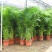 散尾葵植物盆栽客厅绿植室内办公室好养大型花卉北欧网红凤尾