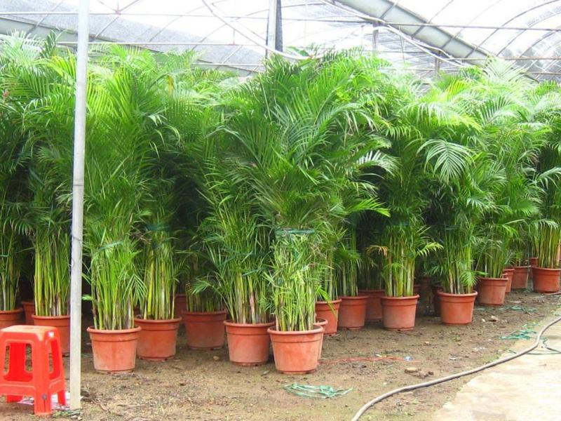 散尾葵植物盆栽客厅绿植室内办公室好养大型花卉北欧网红凤尾