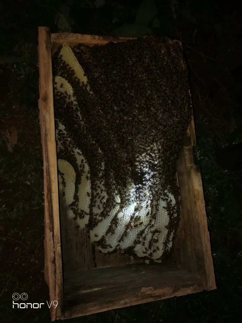 农家土蜂蜜一年取一次