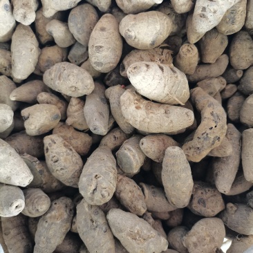 莪术(包邮)，3斤起批，零售量大从优，