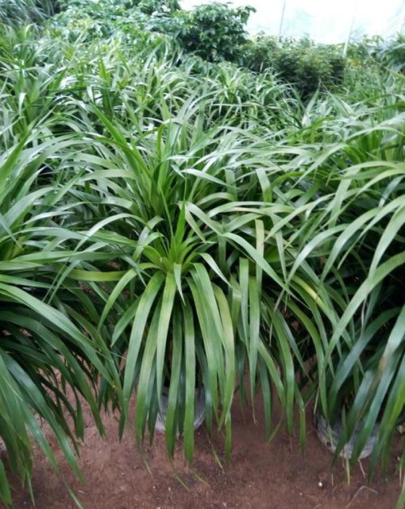 龙血树盆栽龙须树大型植物室内好养客厅办公室净化空气