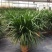龙血树盆栽龙须树大型植物室内好养客厅办公室净化空气
