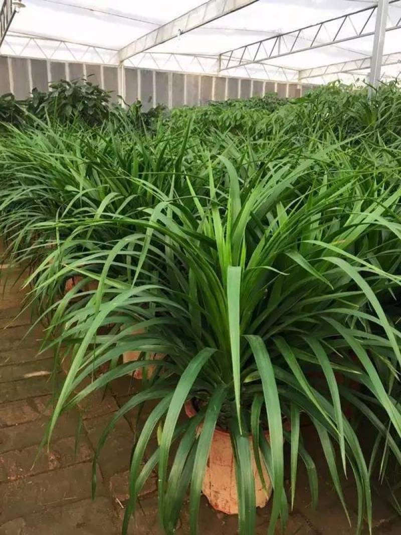 龙血树盆栽龙须树大型植物室内好养客厅办公室净化空气