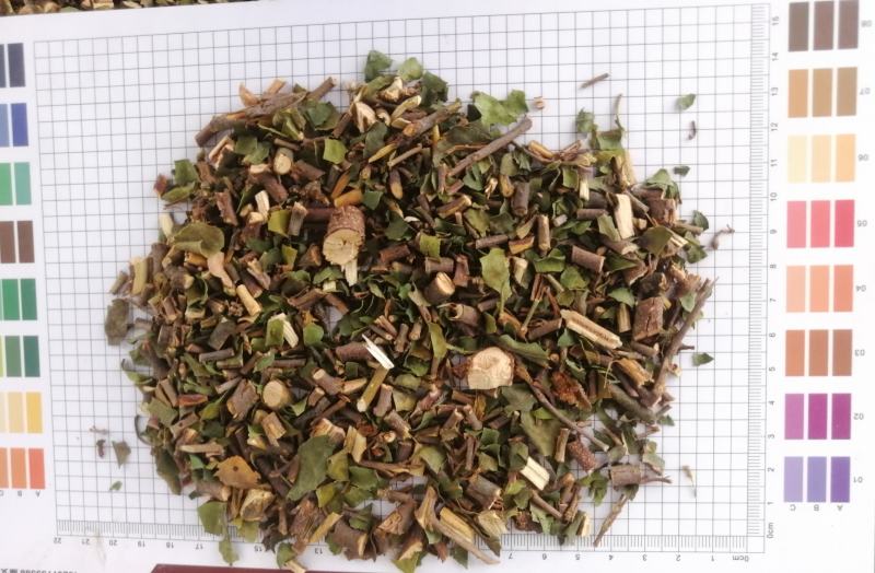 桑寄生(包邮)，3斤起批，零售量大从优