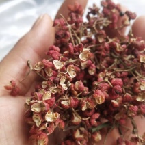 大红袍花椒量大