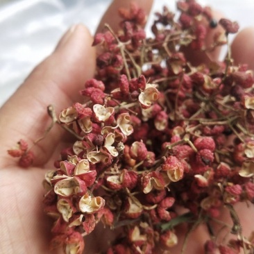 大红袍花椒量大
