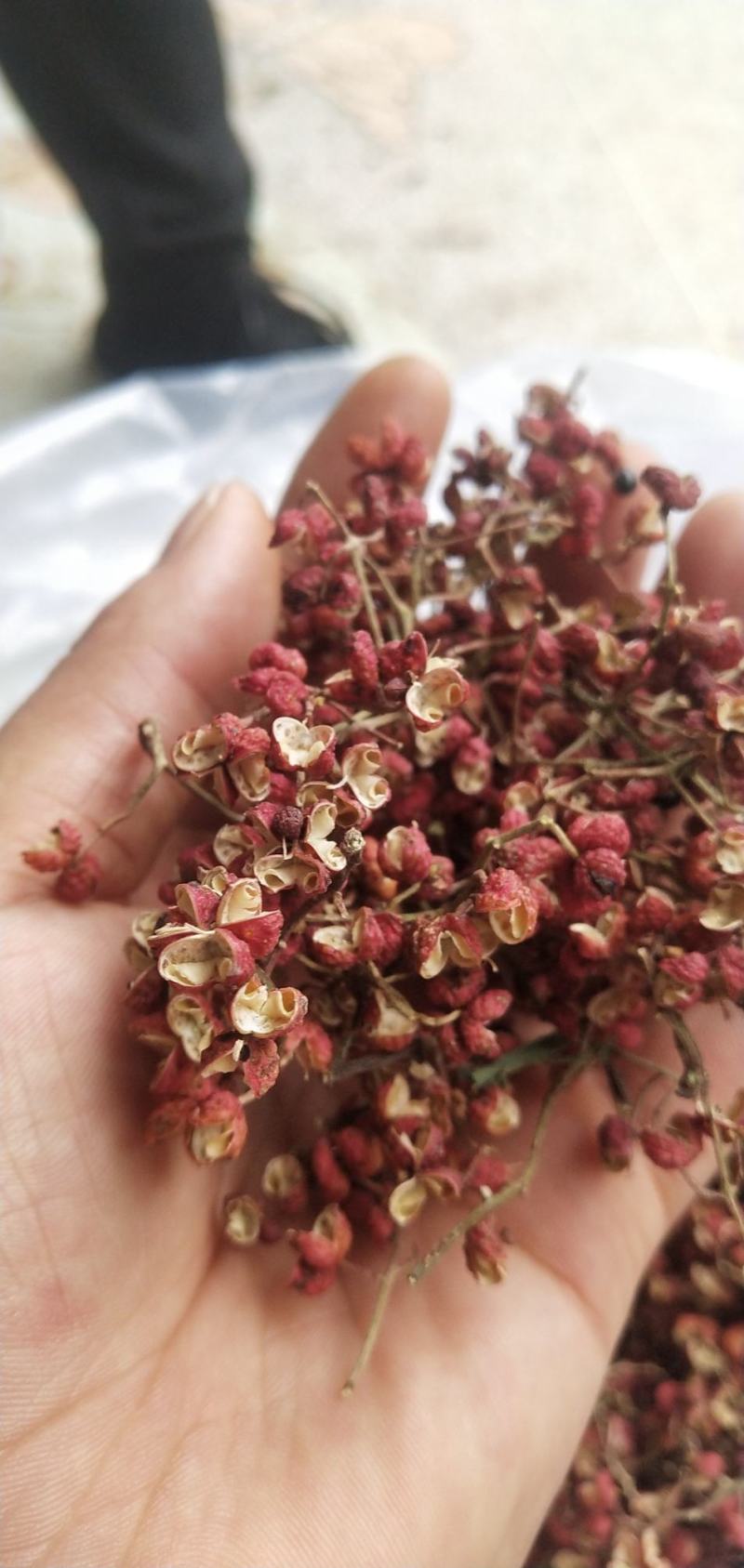大红袍花椒量大