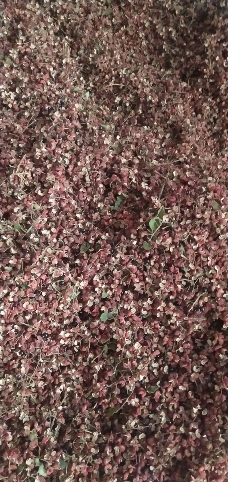 大红袍花椒量大