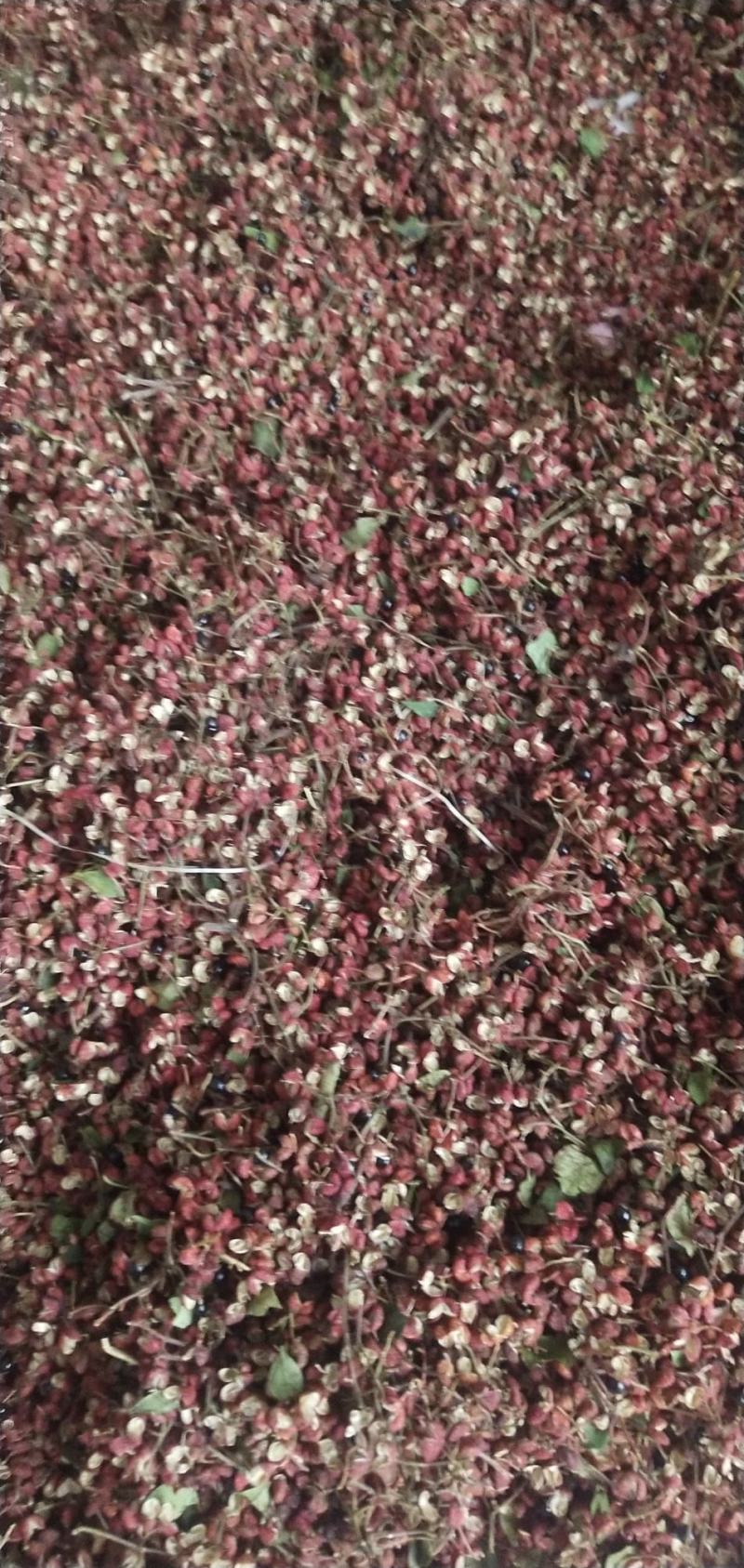 大红袍花椒量大
