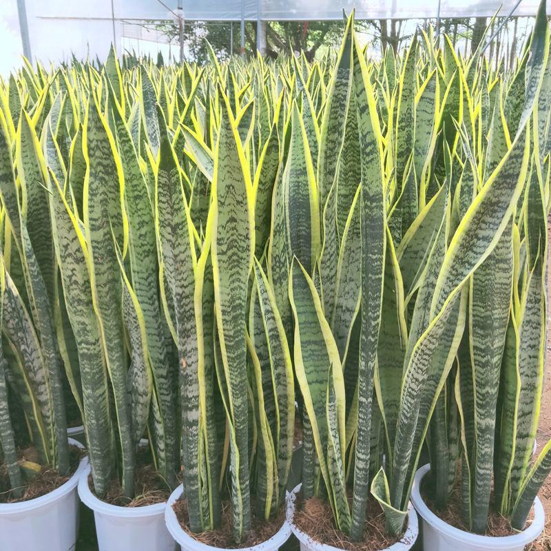 金边虎皮兰盆栽吸甲醛多肉植物防辐射室内大型花卉绿植