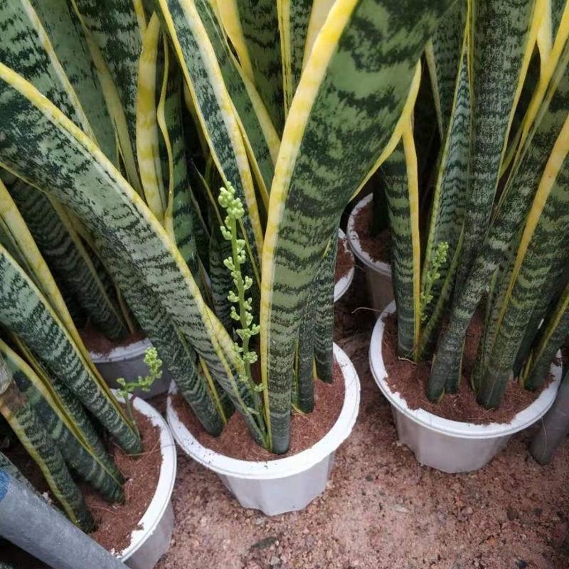 金边虎皮兰盆栽吸甲醛多肉植物防辐射室内大型花卉绿植