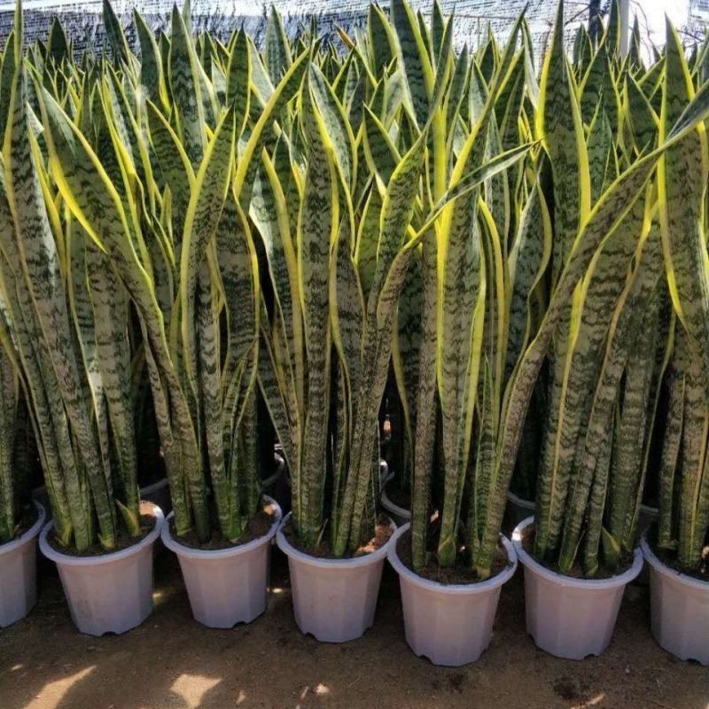 金边虎皮兰盆栽吸甲醛多肉植物防辐射室内大型花卉绿植