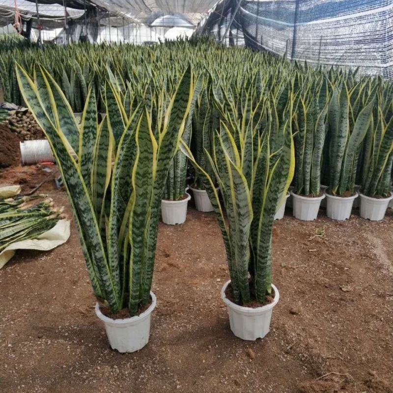 金边虎皮兰盆栽吸甲醛多肉植物防辐射室内大型花卉绿植
