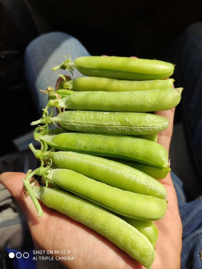 河南万亩豌豆基地种植价格优惠颜色好看颗粒饱满