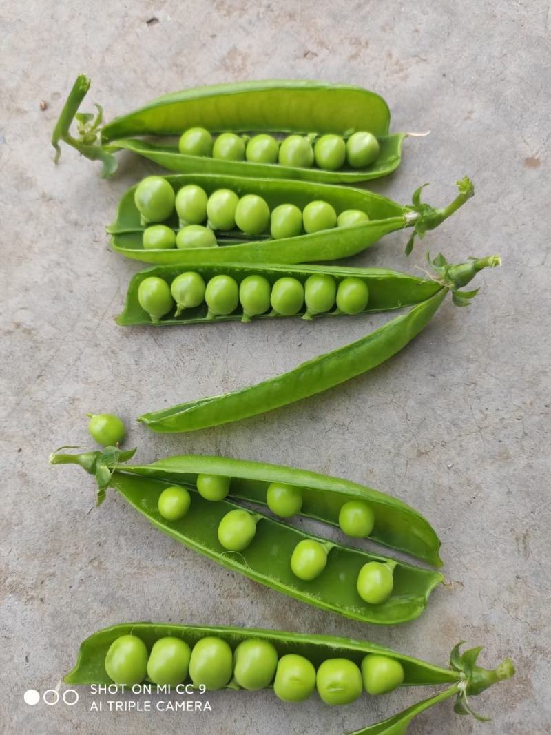 河南万亩豌豆基地种植价格优惠颜色好看颗粒饱满