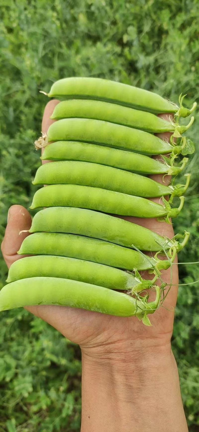 河南万亩豌豆基地种植价格优惠颜色好看颗粒饱满
