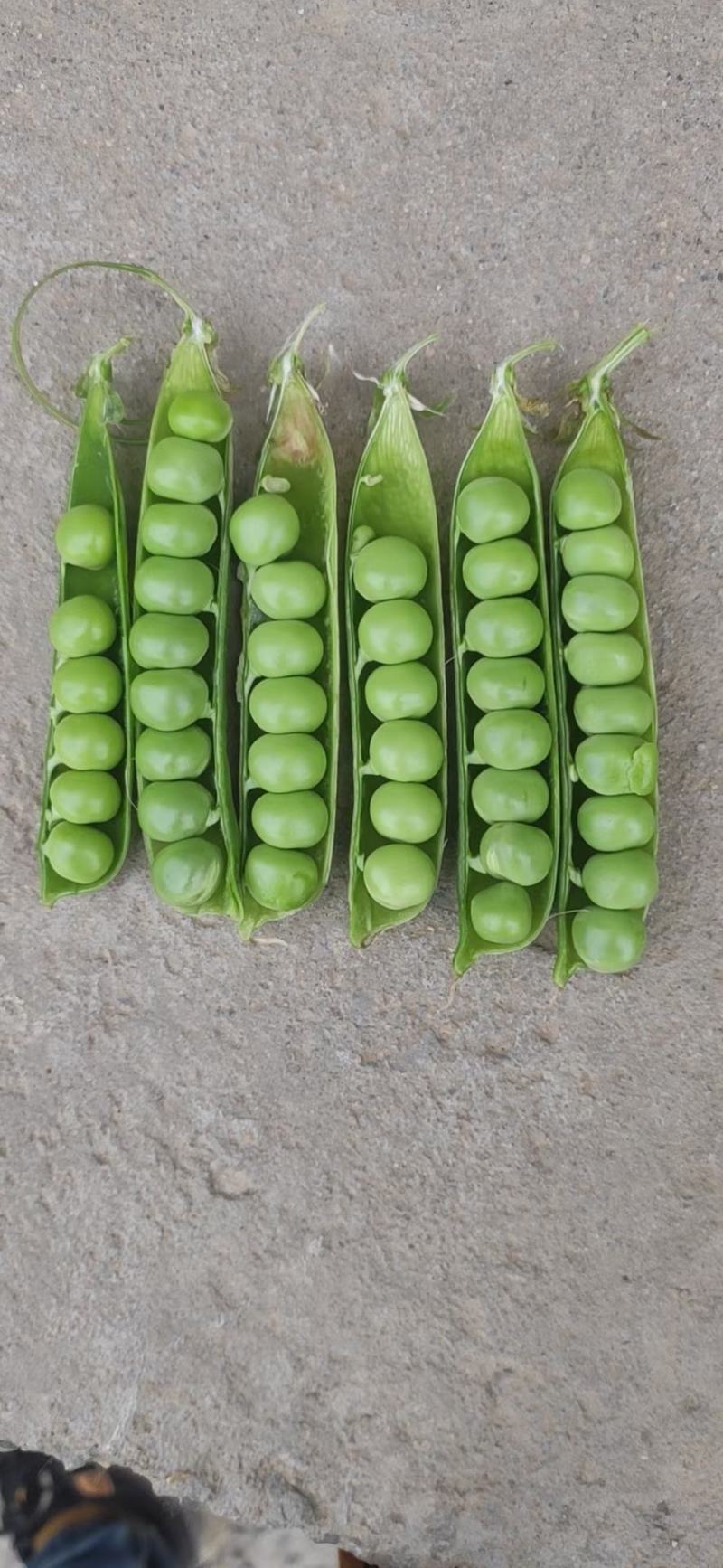 河南万亩豌豆基地种植价格优惠颜色好看颗粒饱满